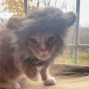 Brown Furry Lion Hat for Pets